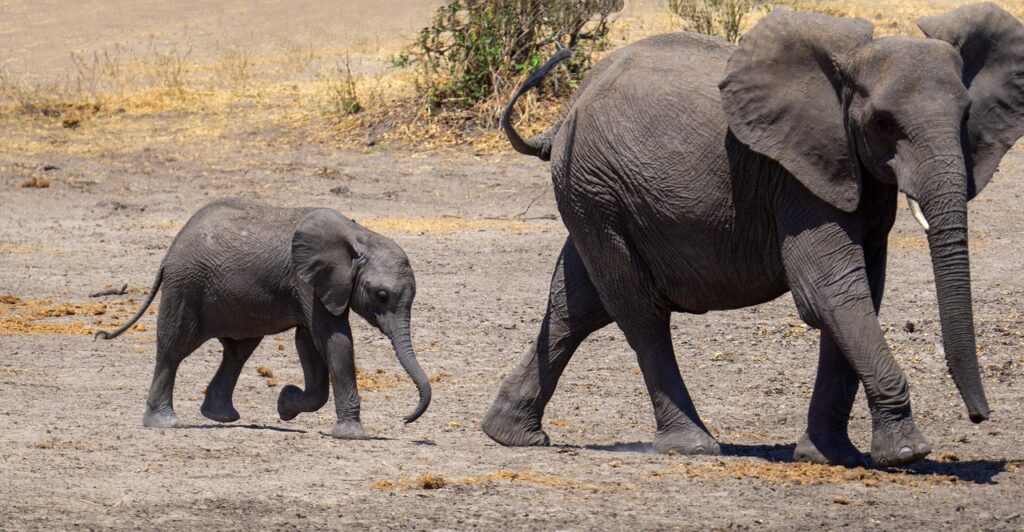 6 Days Tanzania Private Safari – Tarangire, Serengeti, Ngorongoro