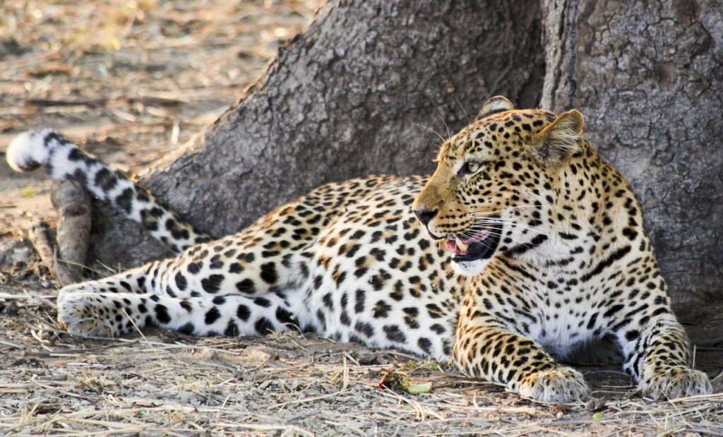 5 Days Tanzania Private Safari